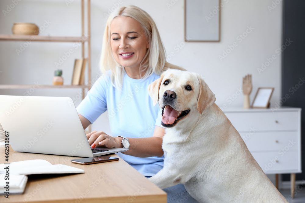 成熟的女人和可爱的拉布拉多犬在家使用笔记本电脑