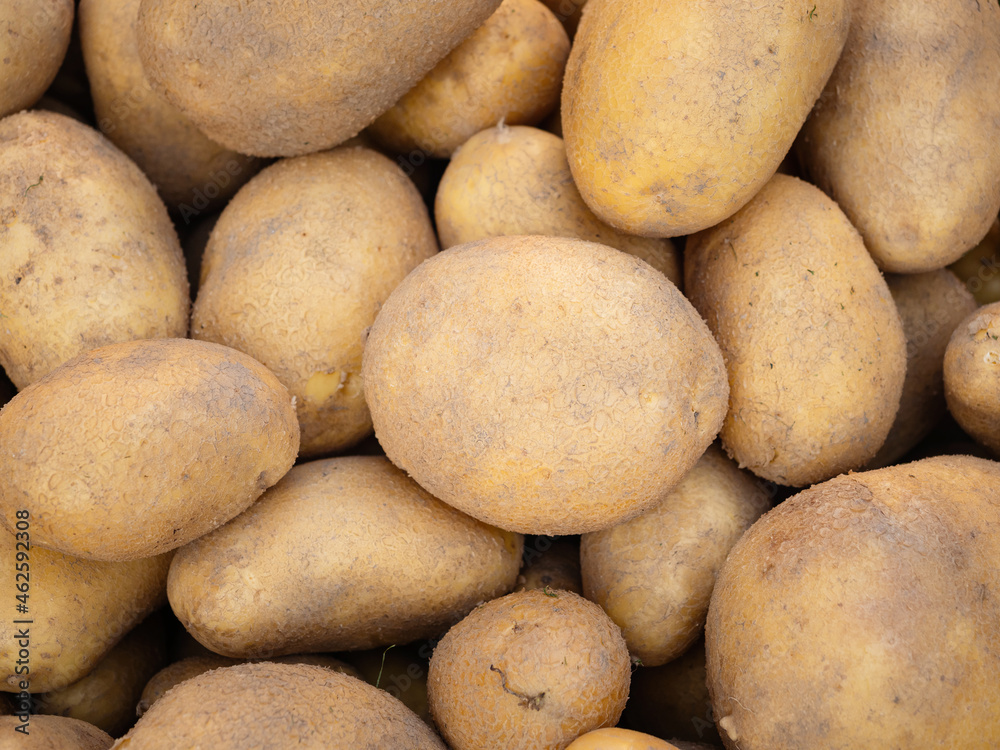 Pile of newly harvested and washed potatoes - Solanum tuberosum. Full frame. Harvesting potato roots