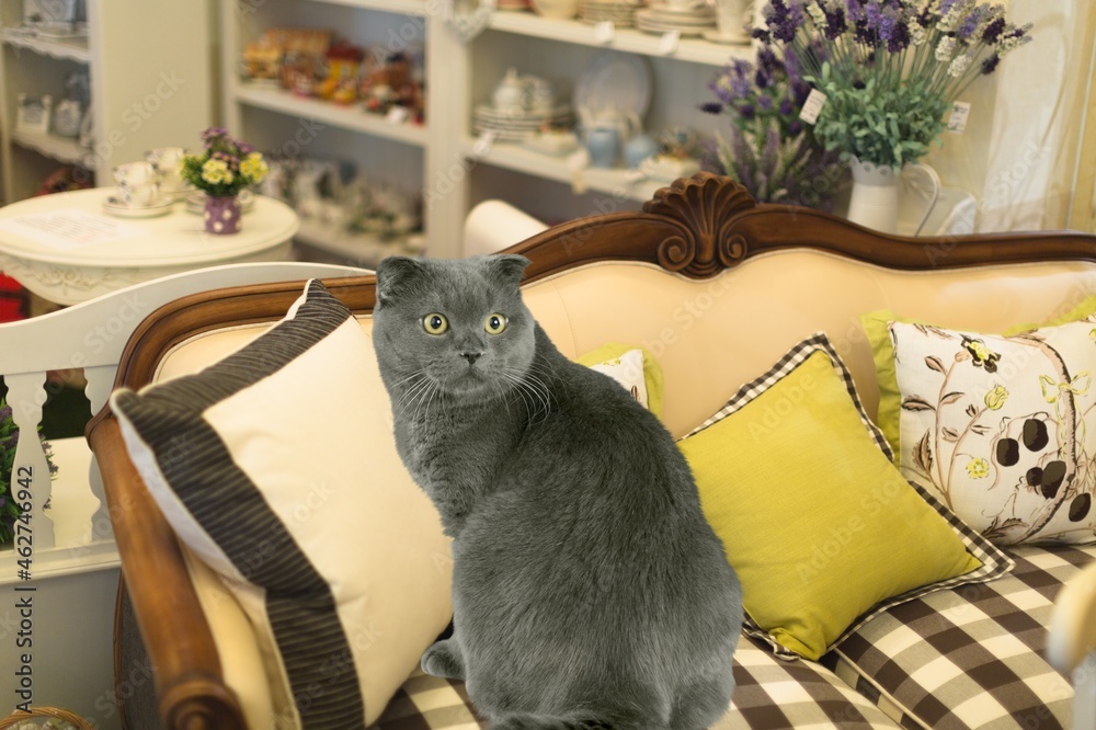 Cute domestic cat lying on sofa and smiling.