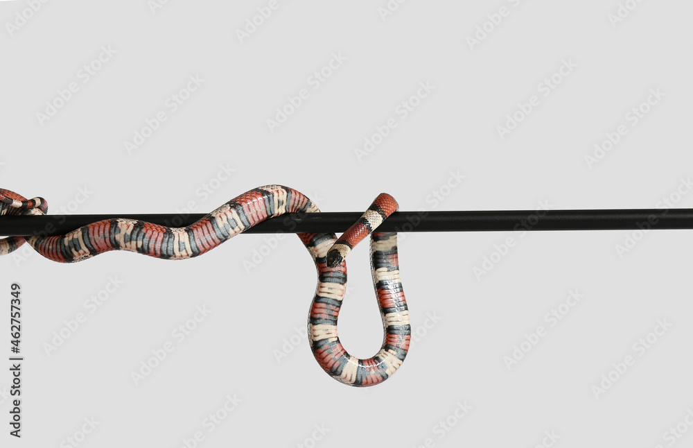 Red king snake on light background