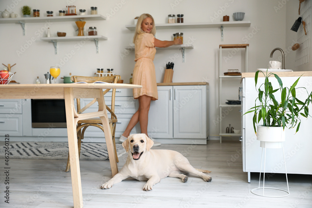 Cute Labrador dog lying on floor in kitchen