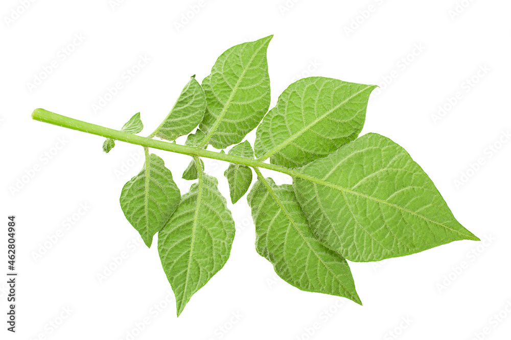 Potato green leaf