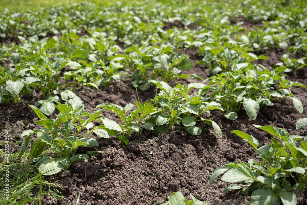 Green young potato plants (Solanum tuberosum) in row growing in garden on brown soil. Close up. Orga