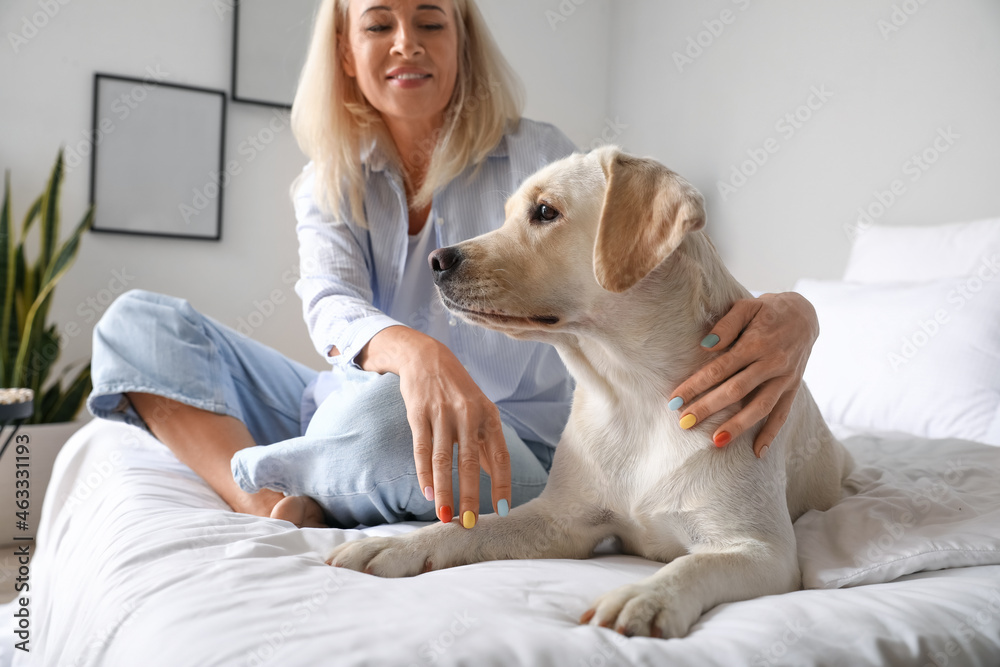 家里床上坐着可爱拉布拉多犬的成熟女人