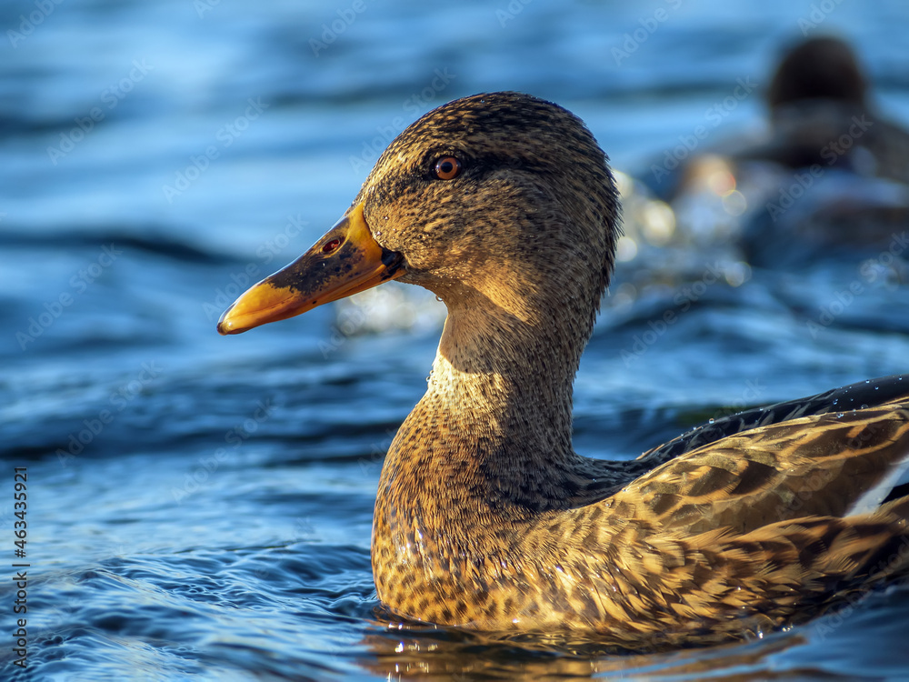 Mallard female on the water. Duck portrait. Close-up.