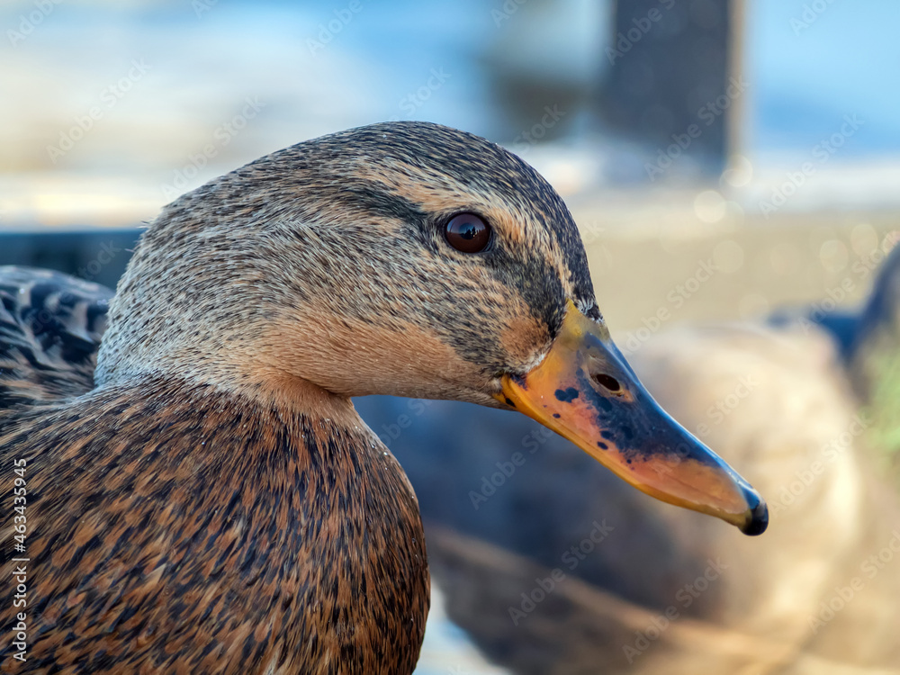 水上的母Mallard。鸭子肖像。特写。