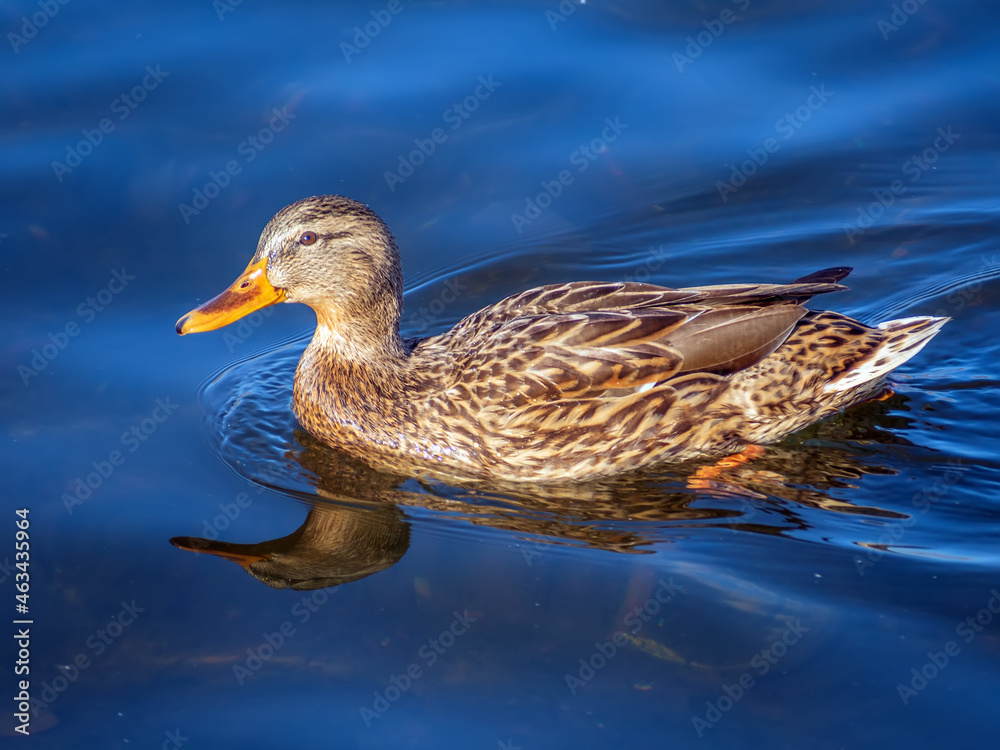 水上的Mallard雌性。鸭子肖像。特写。