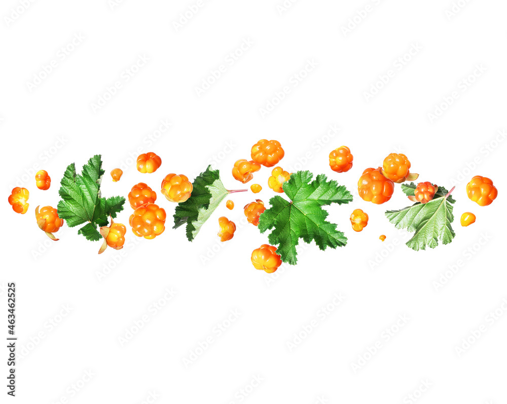 Fresh сloudberry in the air with leaves, isolated on a white background