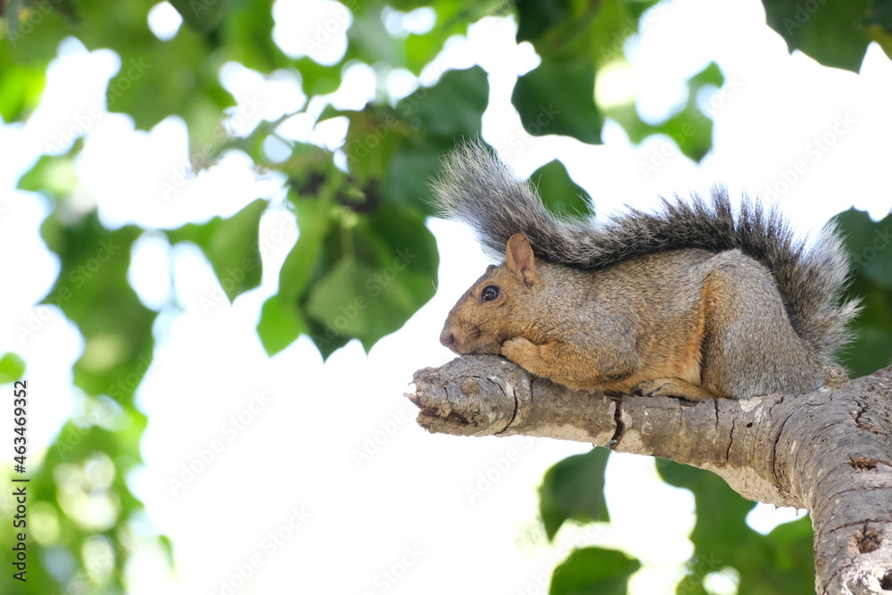 squirrel on a tree