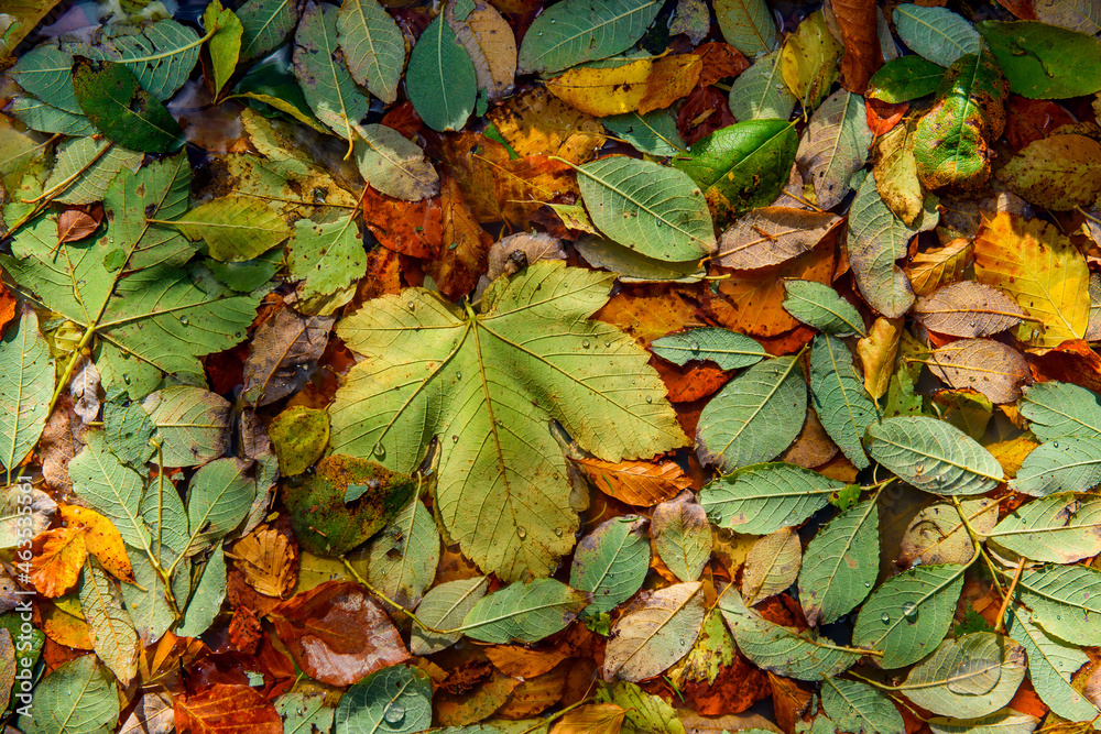 Autumn leaves in puddle water