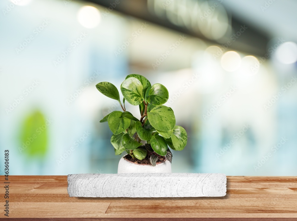 Background green with podium. Stand to show cosmetic products with plant