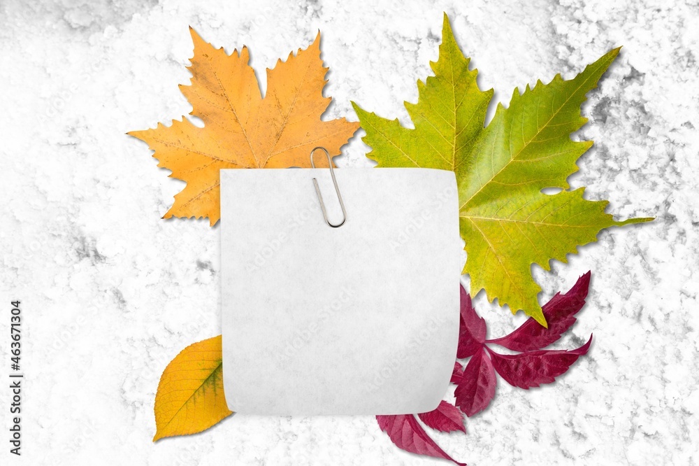 Cosmetic background with autumn leaves. Square and leaf