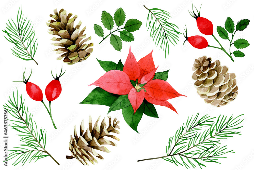 watercolor christmas, winter set. poinsettia, red berries and leaves of wild rose, fir branches and 