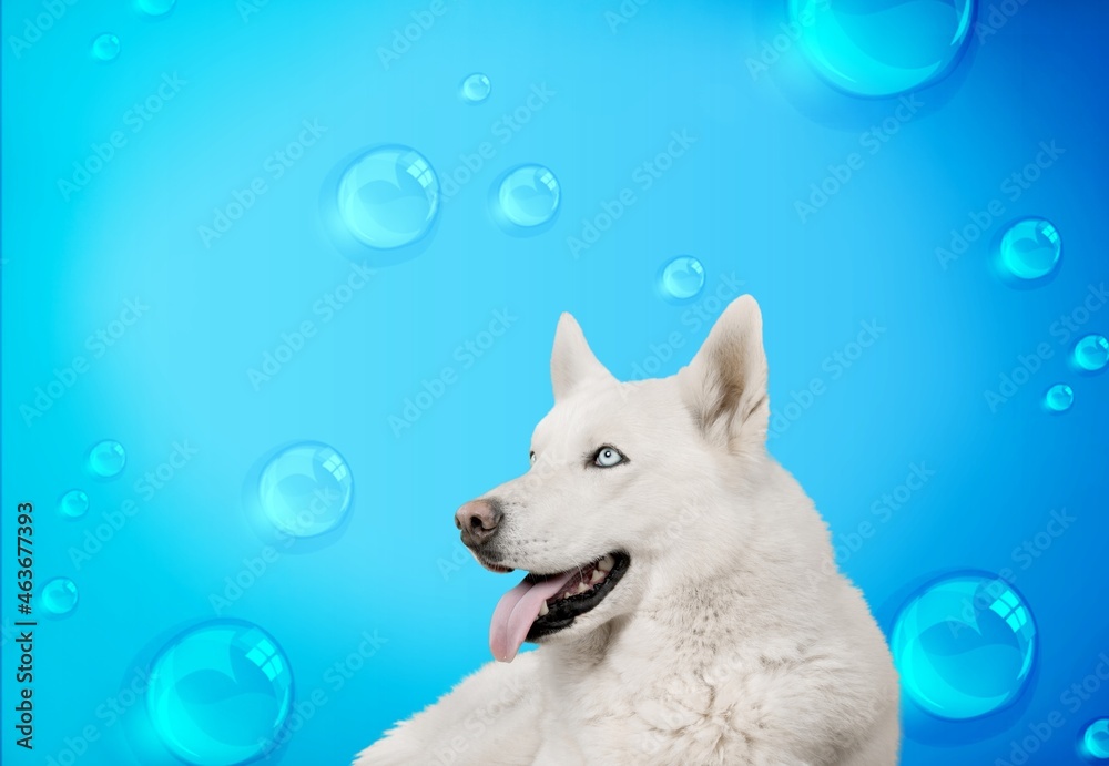 Cute young dog on the background after grooming. Dog portrait among soap bubbles.