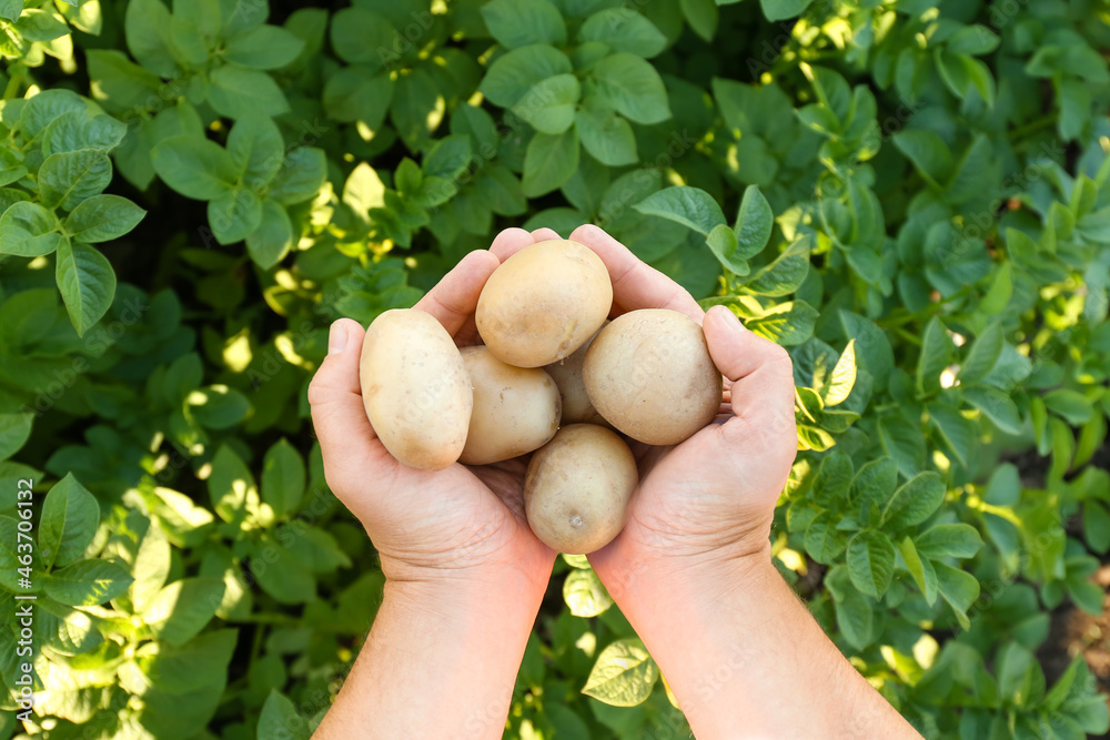 Man holding heap of raw potatoes in field