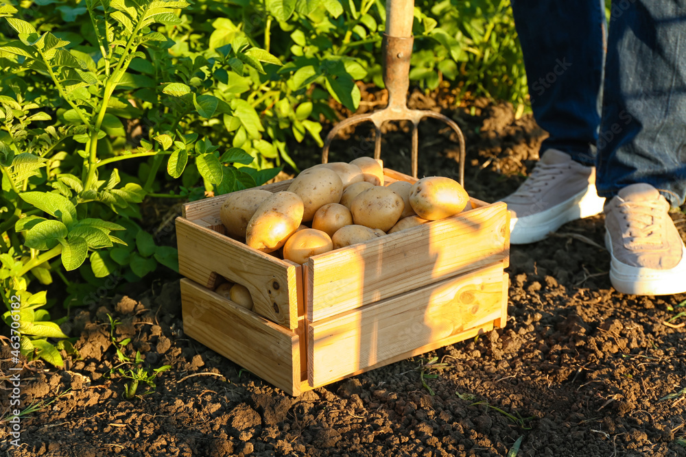 Man with wooden box of gathered potatoes in field