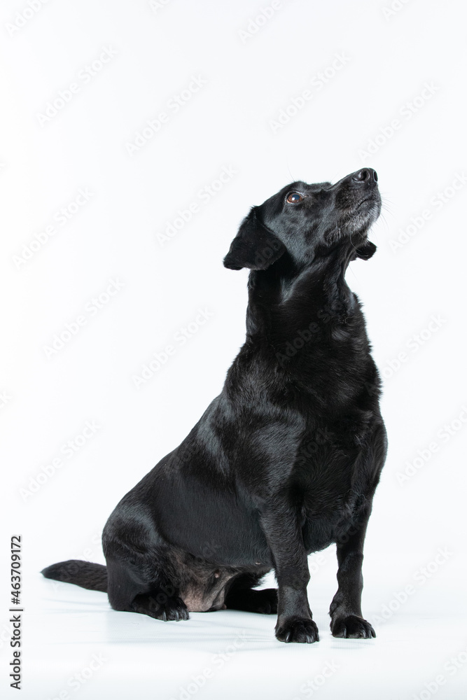 Cachorro preto em estudio olhando para os lados