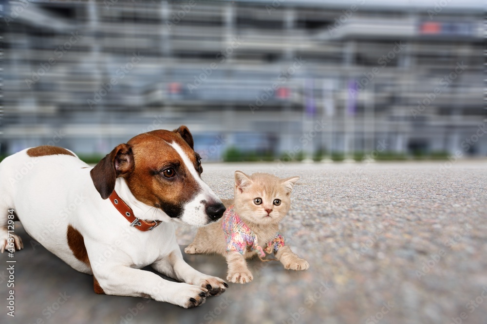 Curious puppy dog and kitten. Pets together