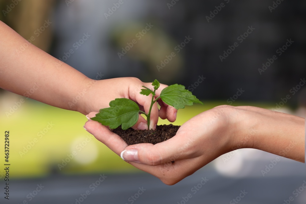 Environment Earth Day In the hands with trees growing seedlings.