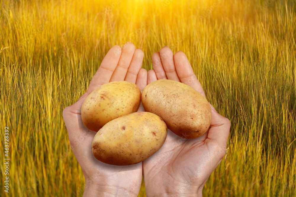 The farmer holds freshly picked potatoes in the green field. Harvesting organic vegetables.