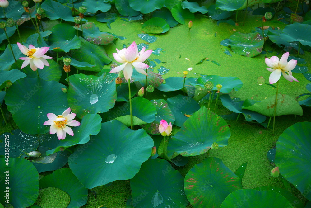 lotus flower and lotus leaf in the pond