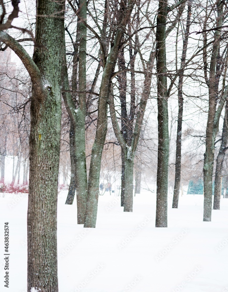 Forest in Winter