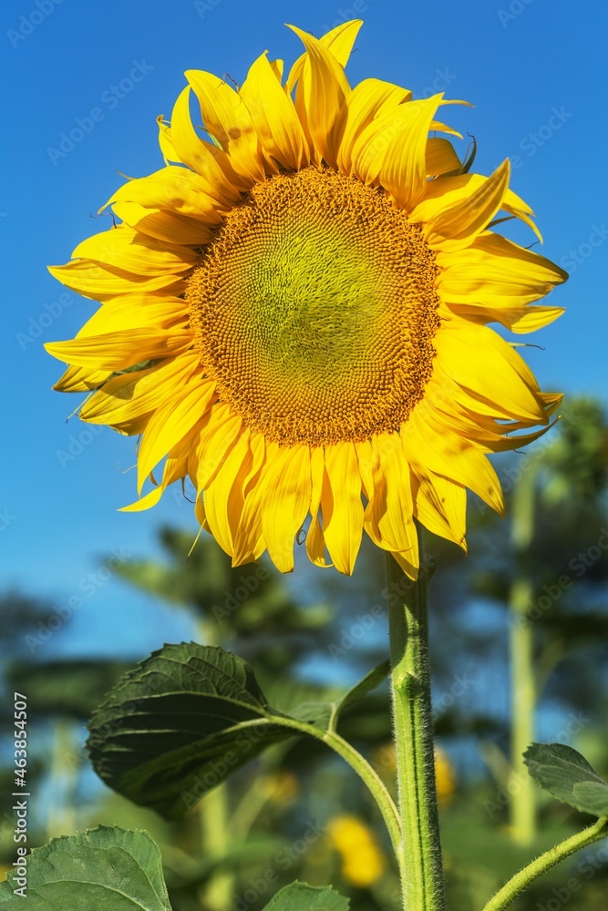 Bee and Sunflower