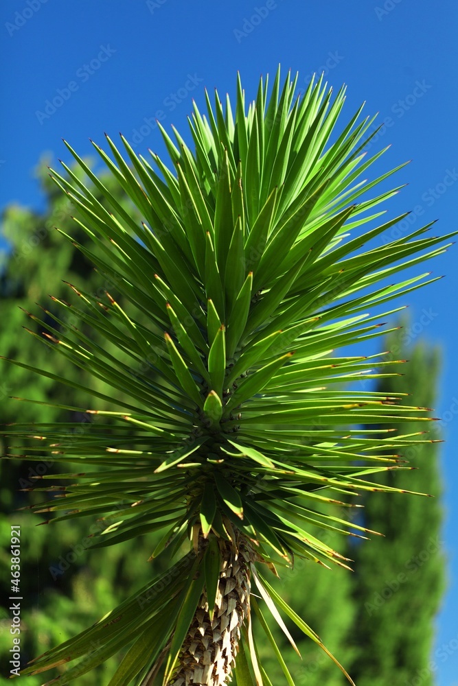 Palmettos