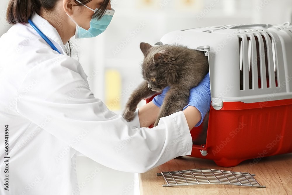 Female veterinarian taking cat from carrier in clinic, closeup