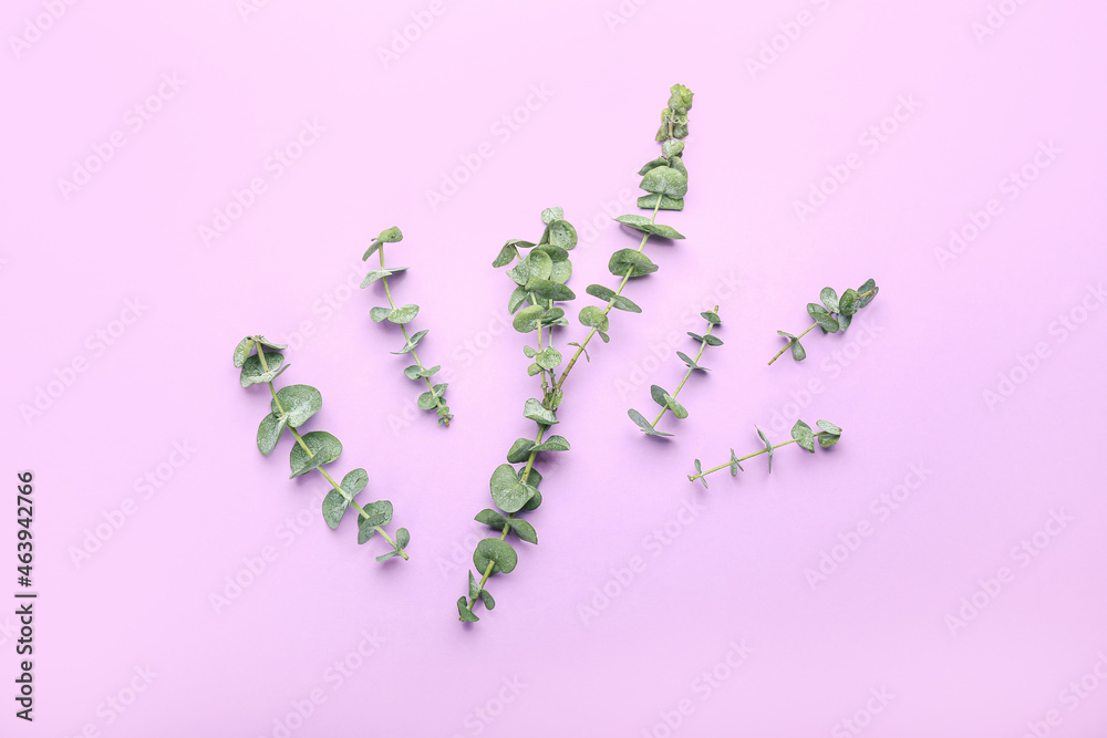 Fresh eucalyptus branches on lilac background