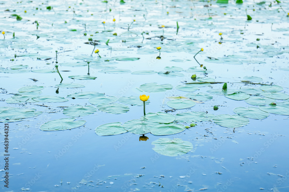 Beautiful yellow lotus flowers in lake