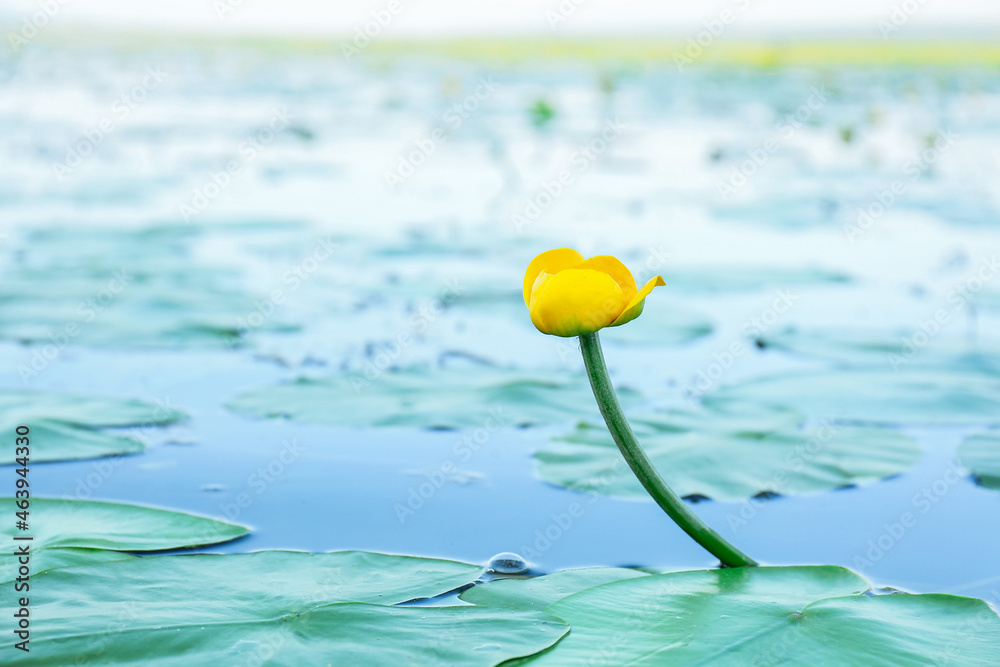 湖中美丽的黄色莲花