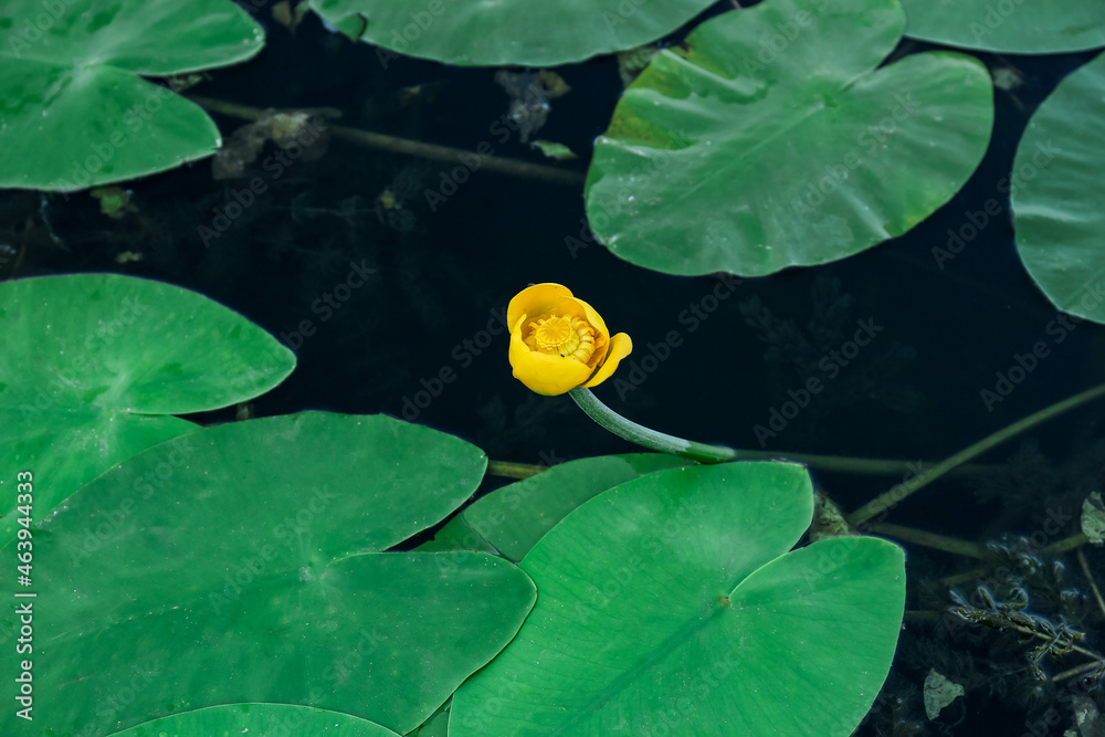 Beautiful unopened lotus flower in pond