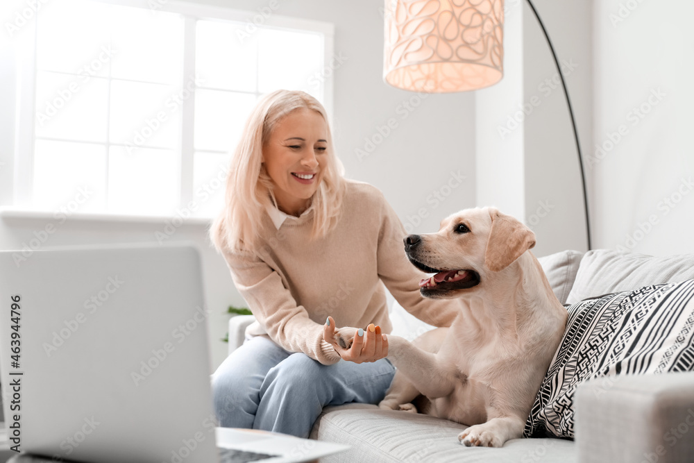 成熟女人在家用爪子抱着可爱的拉布拉多犬