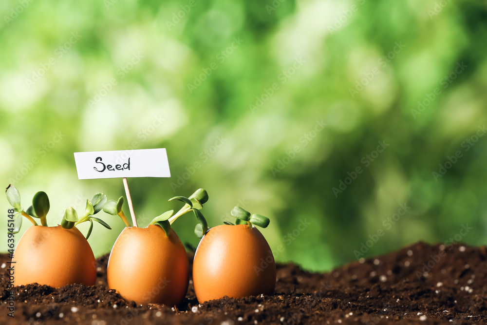 Tag with word SEED and young plants in eggshells outdoors