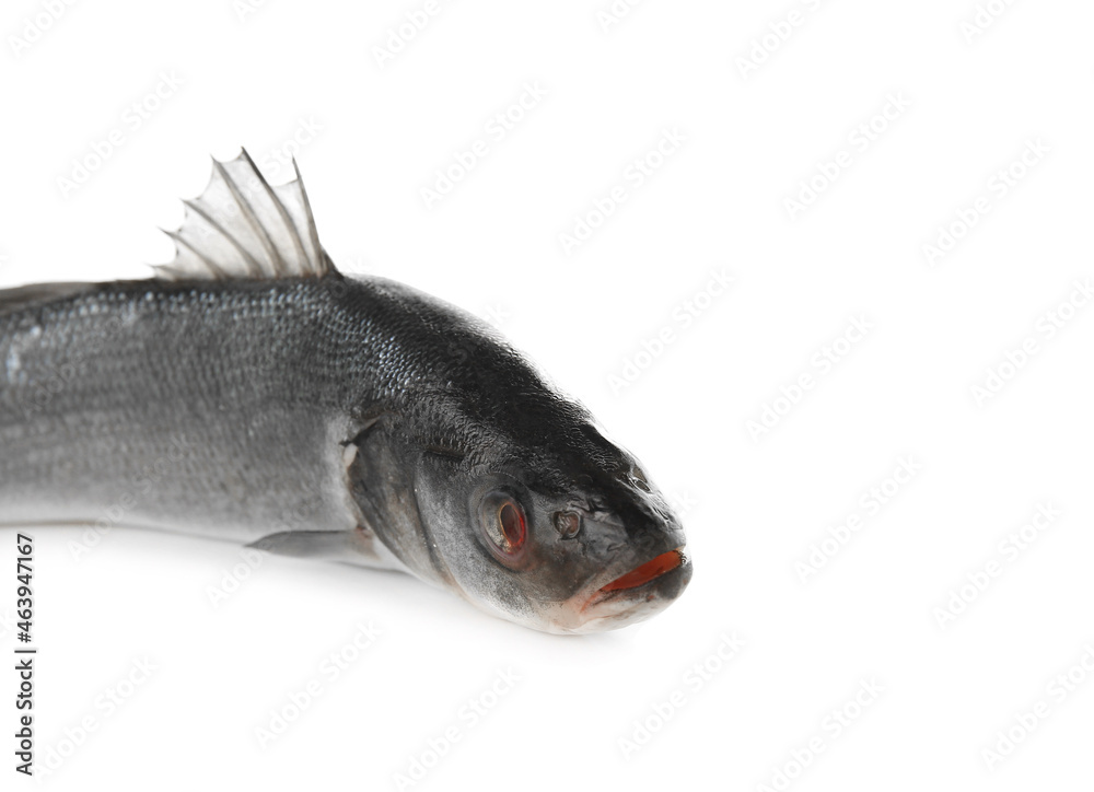 Fresh uncooked sea bass fish on white background, closeup