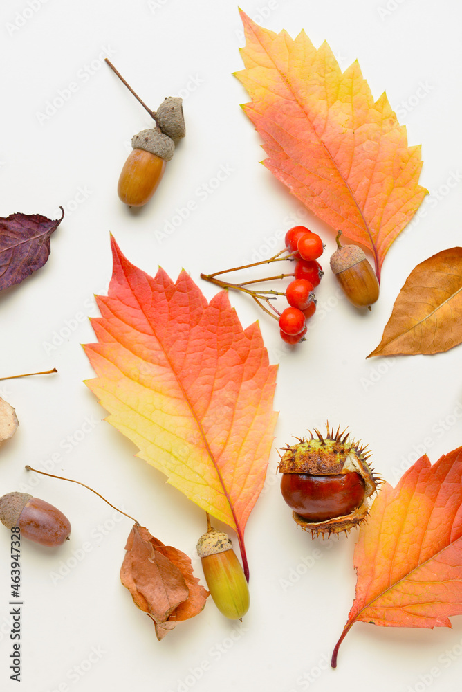 Beautiful autumn composition with acorns and leaves on white background, closeup