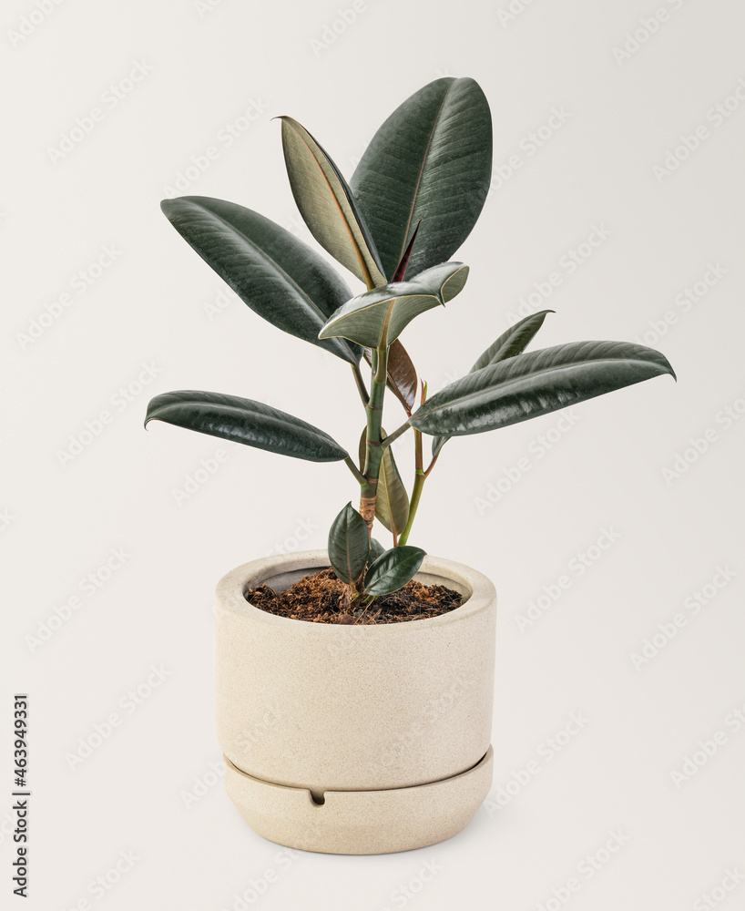 Rubber plant in a ceramic pot