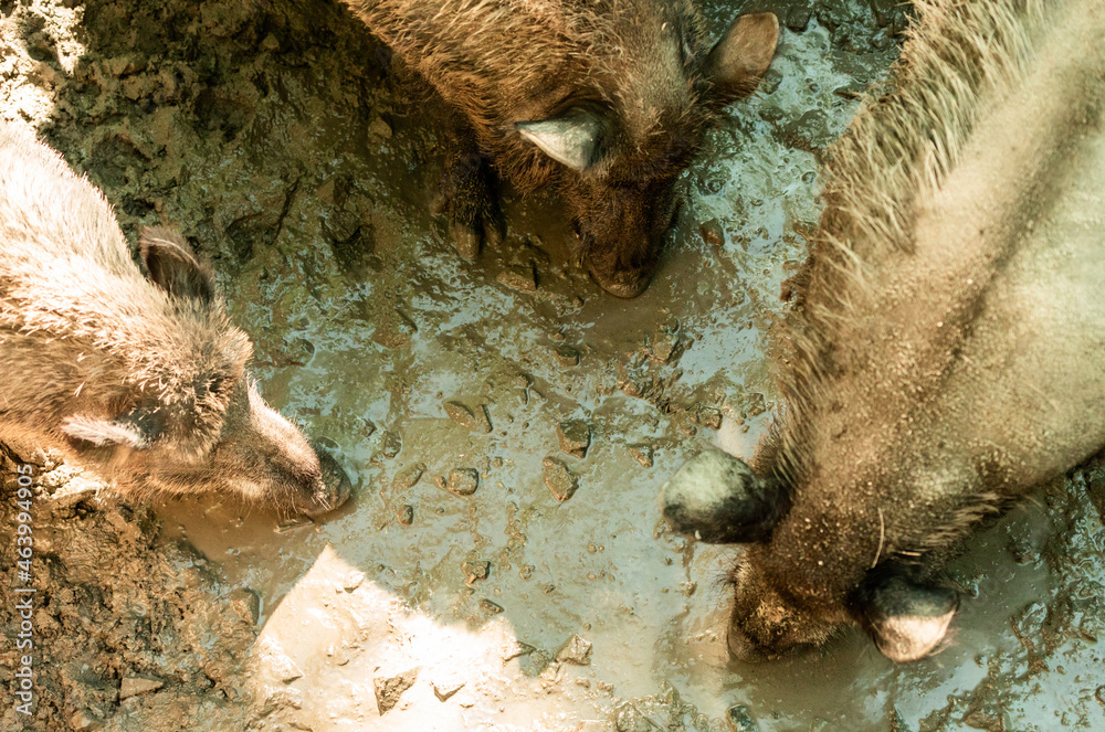 Wild boars in the mud view from above