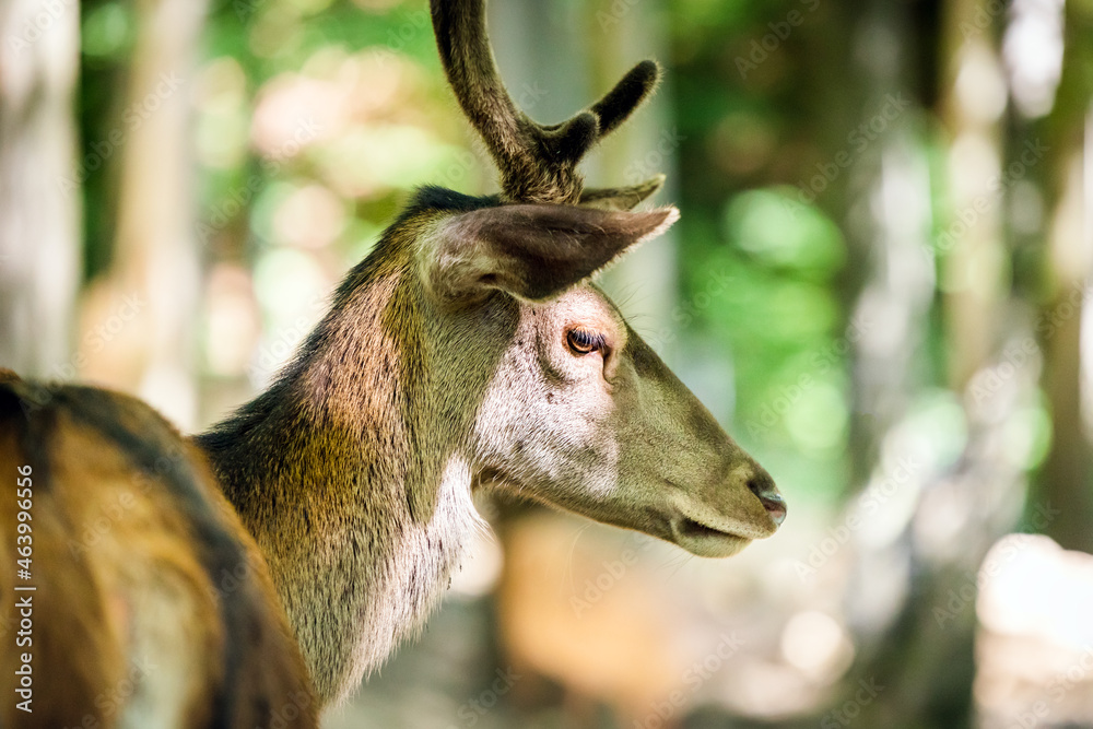 Closeup of deer head at sunny day in the forest