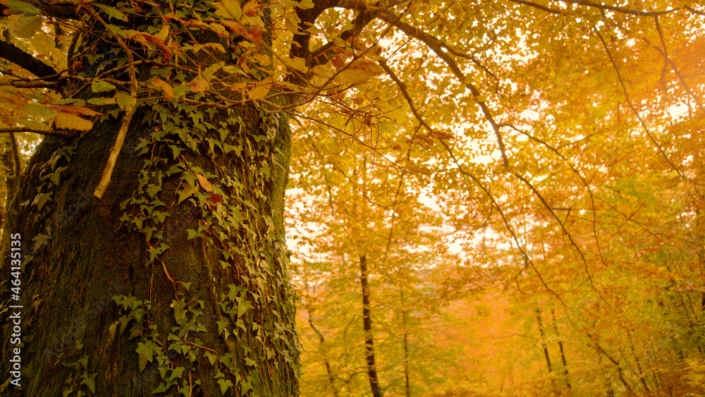 Ivy climbs up the trunk of old tree in middle of gorgeous fall colored forest.