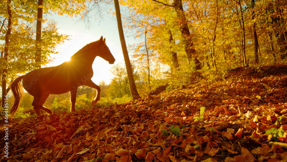 SILHOUETTE: Sunbeams shine on stallion trotting along a trail covered in leaves.