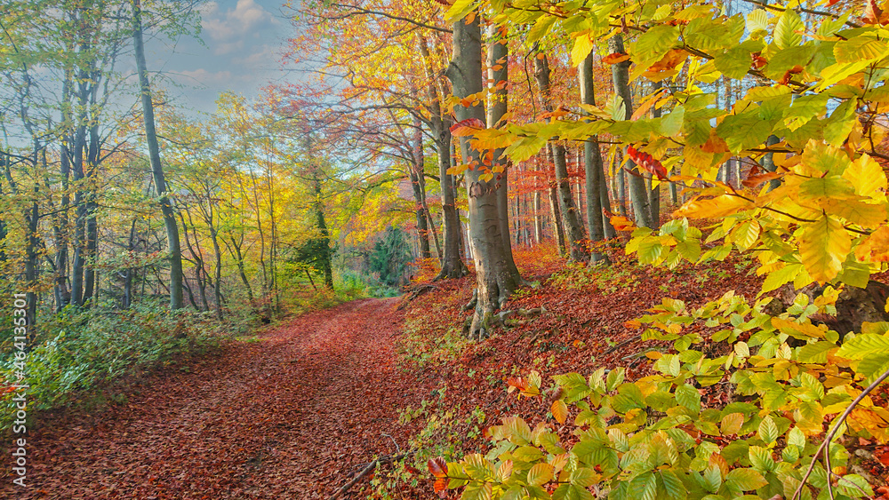 CLOSE UP: Path covered in fallen leaves crosses the gorgeous fall colored woods.