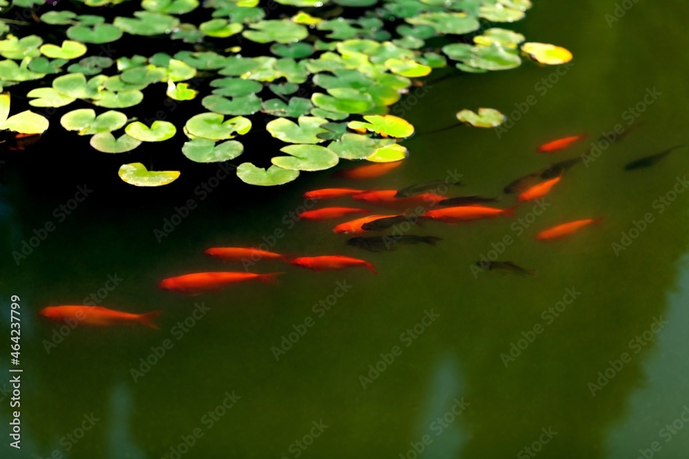 Group of colored bright  fishes in a lake