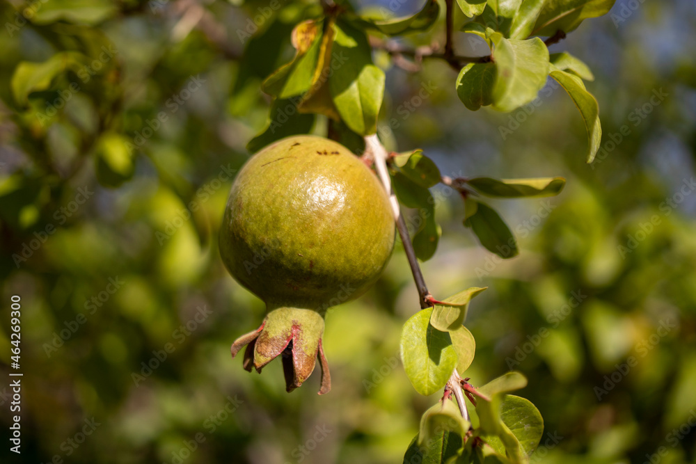 pomegranate fruit on branch, unripe fruit.