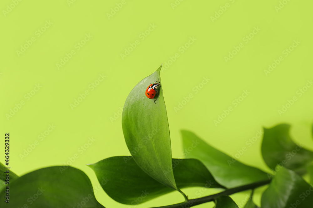 彩色背景上的植物枝条和瓢虫，特写