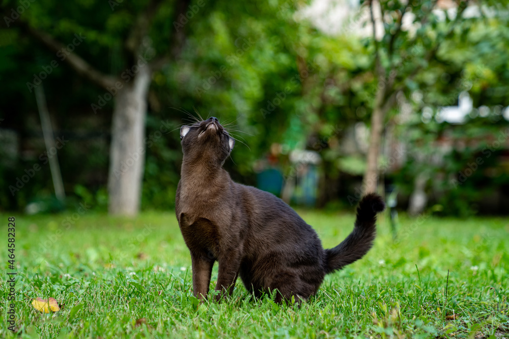 可爱的小猫在户外草地上玩耍。可爱有趣的猫在户外大自然中狩猎。