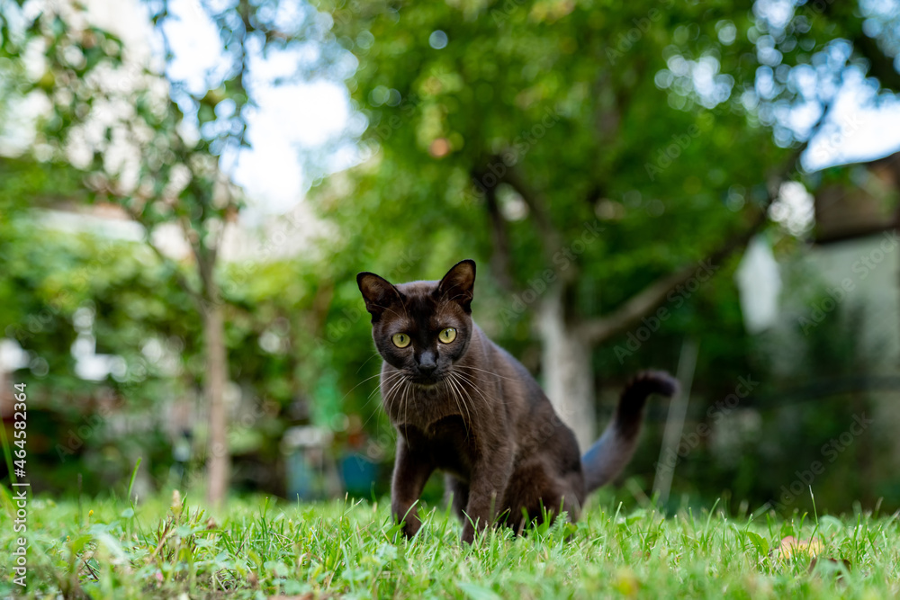 有趣的小猫在草地操场上玩耍。可爱的小猫在外面玩耍。