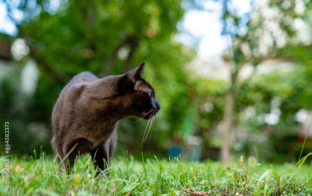 可爱的小猫在外面玩耍。有趣的小猫在草地操场上玩耍。