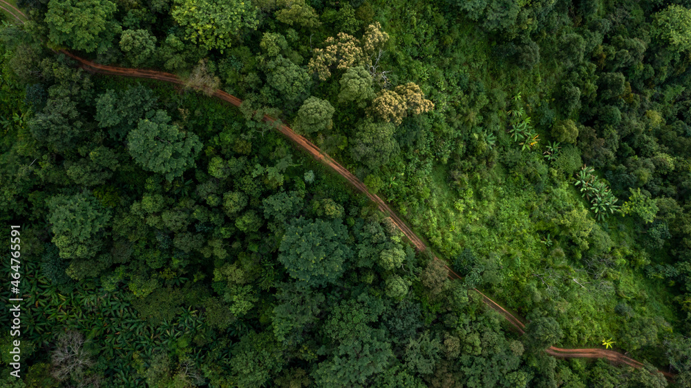 Aerial top view rural road in the forest, dirt road or mud road and rain forest, Aerial view road in